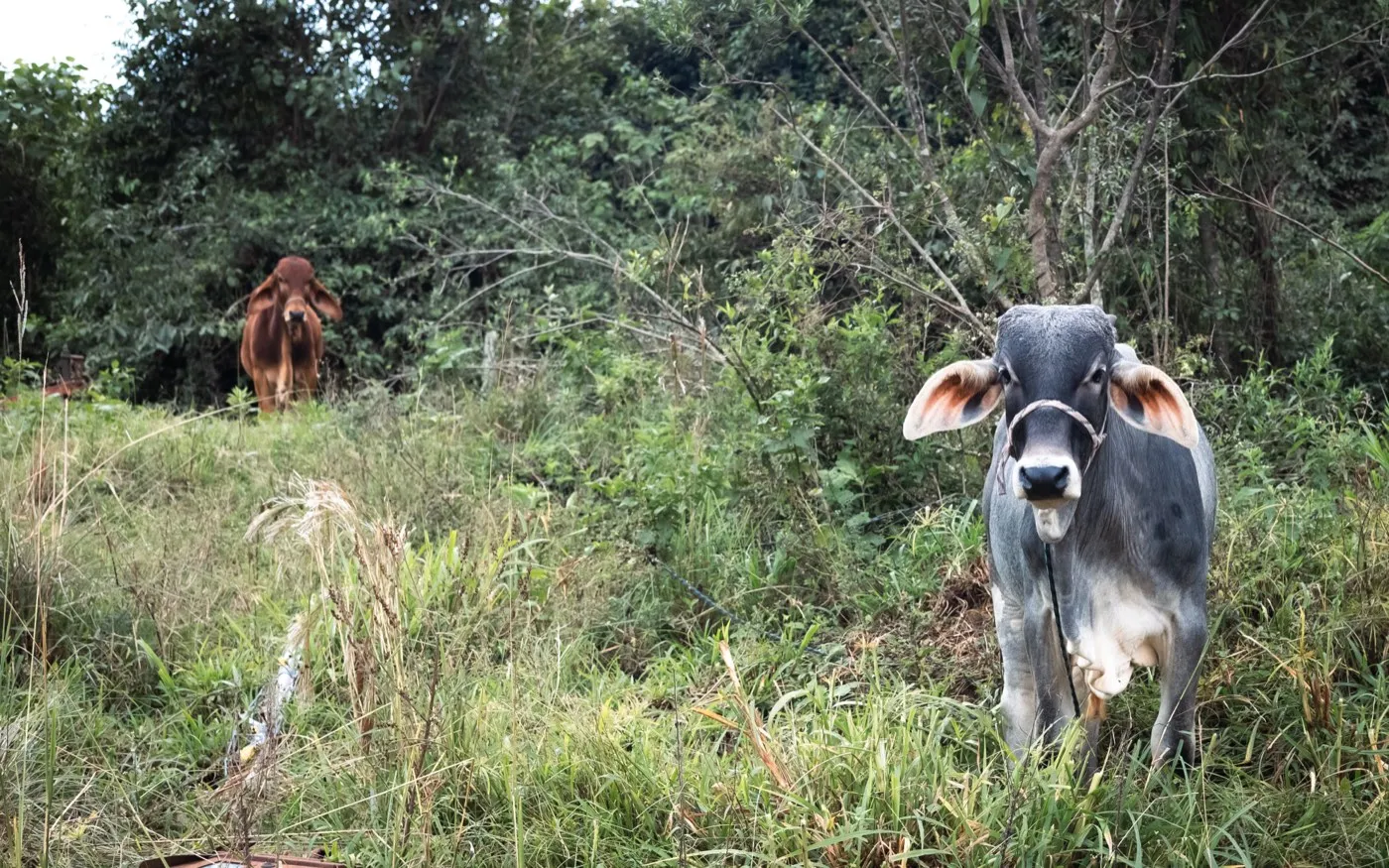 Vida no campo — foto 3 de 3